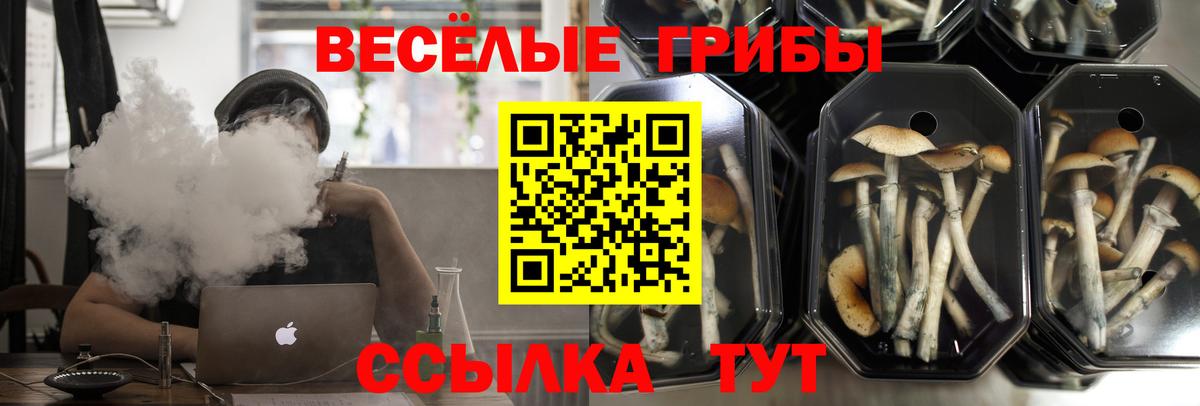 Волгоград  Псилоцибиновые грибы GOLDEN TEACHER  Вход с VPN 